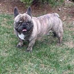 Jazz - Brindle and white male French Bulldog puppy in Ronks, Pennsylvania from Bleu Rock French Bulldogs