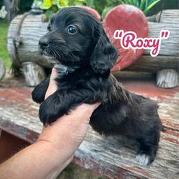 Roxy - Black and white female Assorted Doodle Crosses puppy in Coal City, Indiana from Angel Blue Dogs