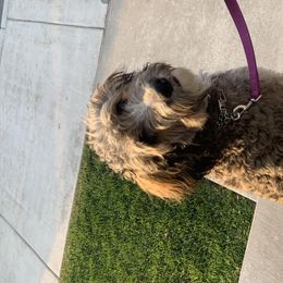 Penny - Bernedoodle