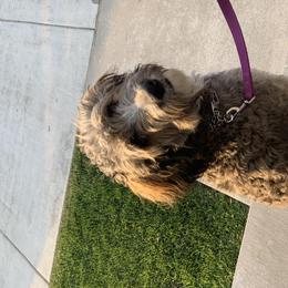 Penny - Bernedoodle