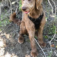 Double Doodle All Grown Up from Lionheart Doodles