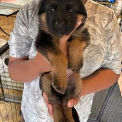 White Collar - Black and red female German Shepherd puppy in Puyallup, Washington from Majestic Royal German Shepherd’s
