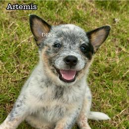 Artemis - Blue mottled female Australian Cattle Dog puppy in Keeling, Virginia from Diamond B Kennels / DBK’s