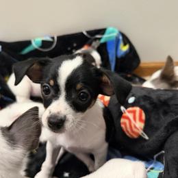 Annie - Black and white female Chihuahua puppy in Amity, Pennsylvania from Rhoda and Verna
