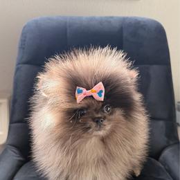 Hypnotic - Blue merle female Pomeranian puppy in Salem, Oregon from PNW Dynasty Poms