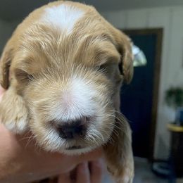 Goldendoodle Puppies from The Poodle Plantation