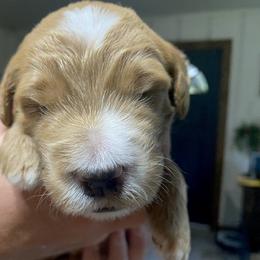 Goldendoodle Puppies from The Poodle Plantation