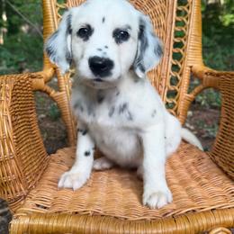 Alocasia - LUA long coat - White and black female Dalmatian puppy in Jefferson, Georgia from Spotted Jewels Dalmatians
