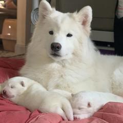 Samoyed Puppies from ArticCross Samoyeds-Florida