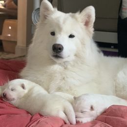 Samoyed Puppies from ArticCross Samoyeds-Florida