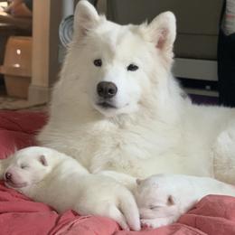 Samoyed Puppies from ArticCross Samoyeds-Florida