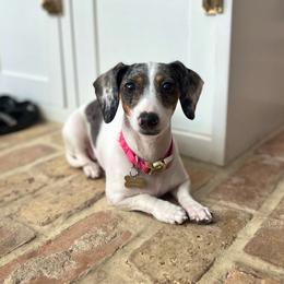 Molly - Dachshund