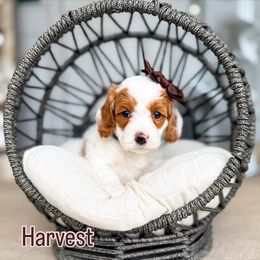 Harvest - Parti female Goldendoodle puppy in West Haven, Utah from Split Mountain Doodles
