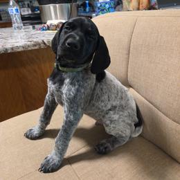 Lt Green collar - Black roan male German Shorthaired Pointer puppy in Tumwater, Washington from Mike's German Shorthaired Pointers
