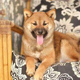 Blossom - Shiba Inu