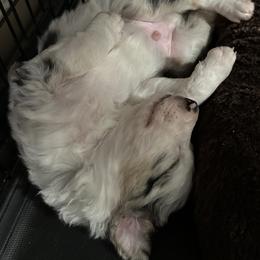 Border Collie Puppies from Roaring River Border Collies