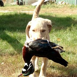 Chesapeake Bay Retriever Puppies from Dead Stream Kennel
