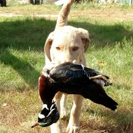 Chesapeake Bay Retriever Puppies from Dead Stream Kennel