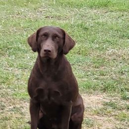 Pink - Labrador Retriever
