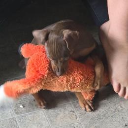 MCF1 2-26 Hot Pink Collar - Chocolate and rust female Miniature Pinscher puppy in Middle Point, Ohio from Knisely's Min Pins-AKC