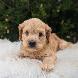 Hudson - Buff male Cockapoo puppy in Salt Lake City, Utah from Utah Cocker Spaniels
