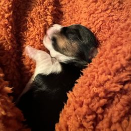 Yorkshire Terrier Puppies from MCM Acres