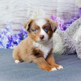 Red merle boy 1 - Red merle male Miniature Australian Shepherd puppy in Orlando, Florida from iHeart Mini Aussies