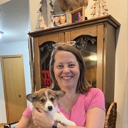 Petunia- Sable-Red Female - Sable and white female American Corgi puppy in Chippewa Falls, Wisconsin from Dazie Lou’s Corgis
