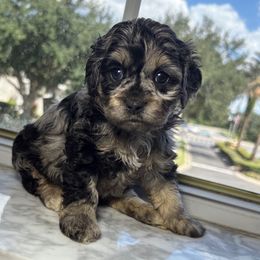 Nala - Merle female Cockapoo puppy in Ocoee, Florida from Puppie Poos 4 U