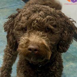 Willie - Labradoodle