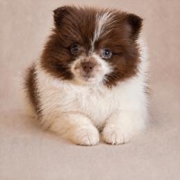 Pomeranian Puppies from Perkins Poms