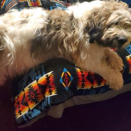 Boy 1 - Brown and white male Saint Berdoodle puppy in Castle Rock, Washington from PNW Saint Berdoodles