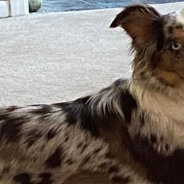 Miniature Australian Shepherds from Arnold’s Aussies