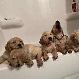 Golden Retriever Puppies from Renko Kennel