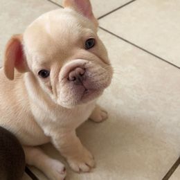 French Bulldog Puppies from MaFrenchiesBadandBoujee