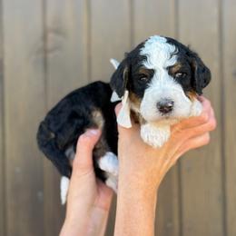 Colin - Boy 2 - Tri-color male Bernedoodle puppy in Bellville, Ohio from Bernedoodle Buddies
