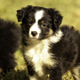 Girl 3 - Red tri-color female Miniature American Shepherd puppy in Franklinville, North Carolina from Fine Hill Miniature Americans