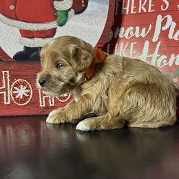 Neo - Red  male Goldendoodle puppy in Adolphus, Kentucky from Deerly Poodles