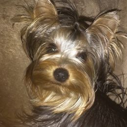 Yorkshire Terriers from Pam Gatrell's Yorkshire Terriers