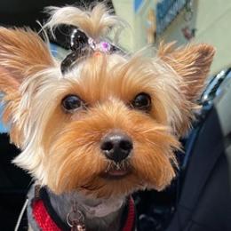 Yorkshire Terriers from D’Luxe Kennels