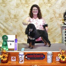 Ivy - Poodle