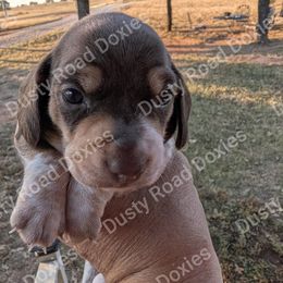 Ben - Chocolate and tan male Dachshund puppy in Blanchard, Oklahoma from Dusty Road Doxies