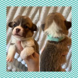 Mint Female - Sable female Pembroke Welsh Corgi puppy in Ocala, Florida from Newlands Insane Danes and Corgis