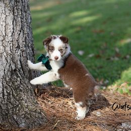Australian Shepherd, Miniature American Shepherd, Miniature Australian Shepherd, and Toy Australian Shepherd Puppies from TK Standard, Mini, & Toy Aussies