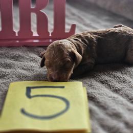 Girl 5 - Apricot female Poodle puppy in Detroit, Michigan from Pretty Spoiled Spoos llc
