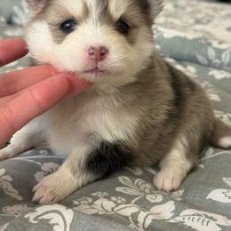 Sasha - Merle female Pomsky puppy in Casa Grande, Arizona from Arizonas Pomsky Squad