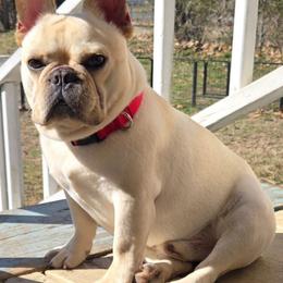 Rocco - French Bulldog