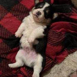 American Corgi and Pembroke Welsh Corgi Puppies from Wild West Corgis