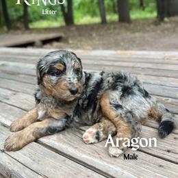 Aragon - Blue merle male Bernedoodle puppy in Thatcher, New Mexico from Brush Fire Doodles