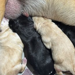 Girl 1 - Black female Labrador Retriever puppy in Newport, North Carolina from AKS’s Water Bound Retrievers